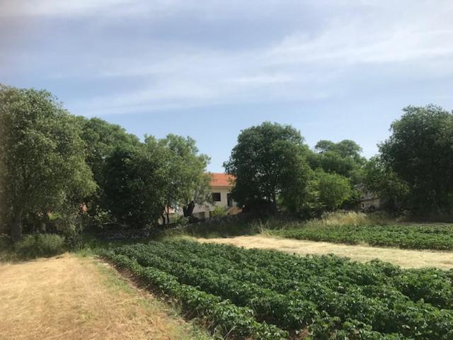 Family Friendly Holiday Home "Ana" Šibenik Extérieur photo